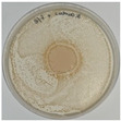 Figure 25