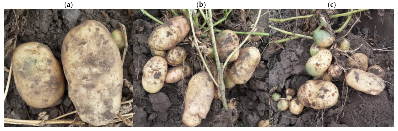 Figure 11