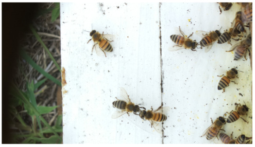 Figure 16