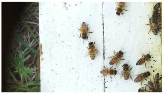 Figure 18