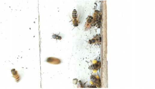 Figure 19