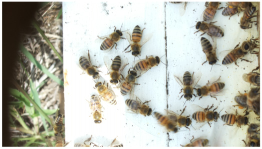 Figure 20