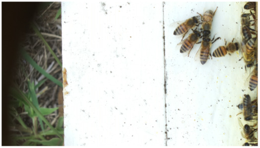 Figure 21