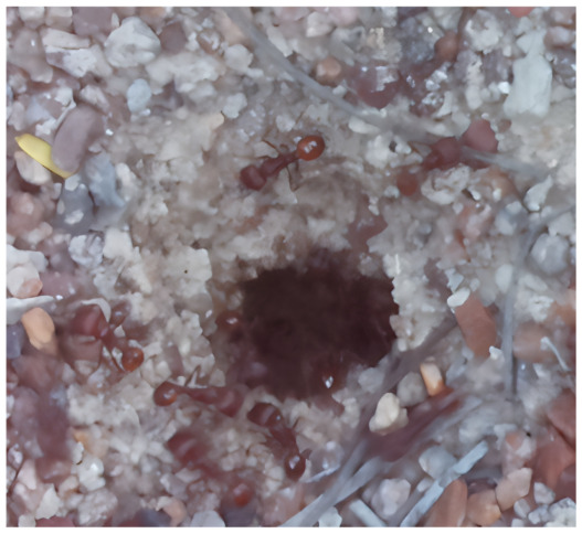 Figure 22