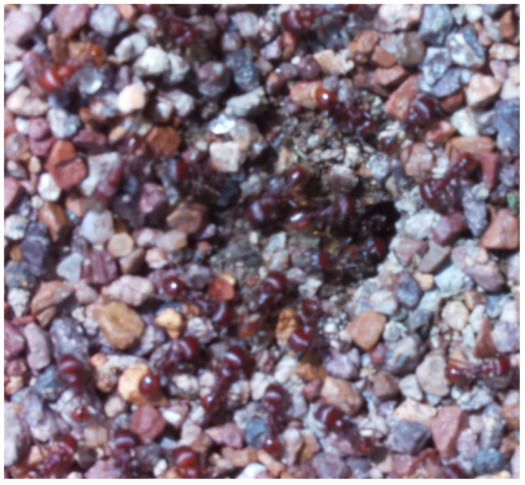 Figure 23