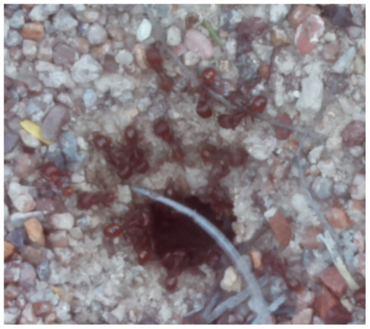 Figure 26