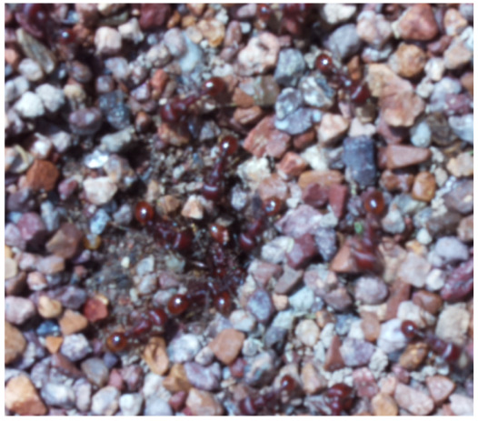 Figure 27