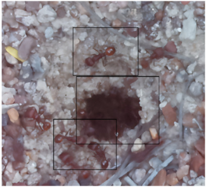 Figure 30