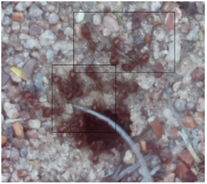 Figure 31