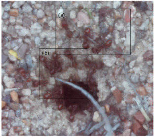Figure 35