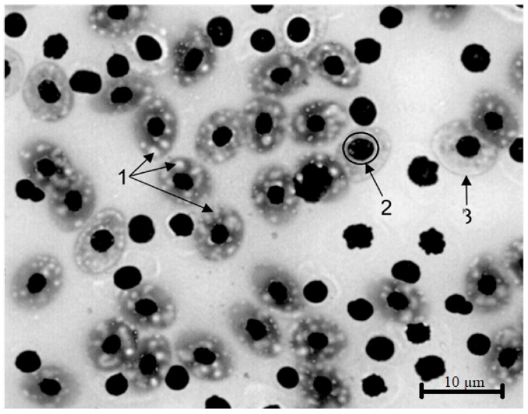 Figure 15