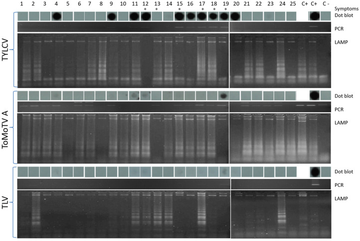 Figure 5