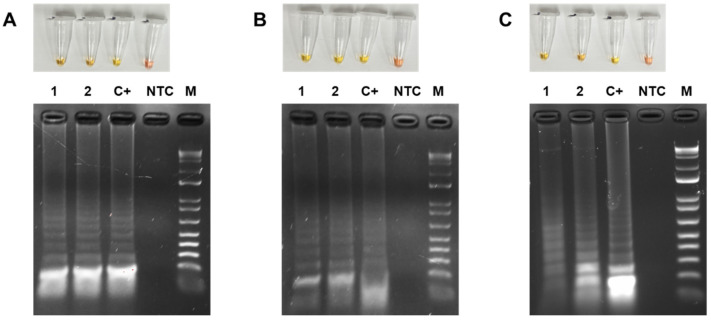 Figure 6