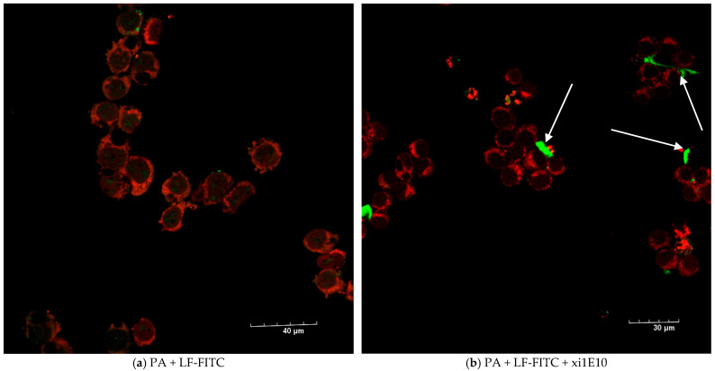 Figure 11
