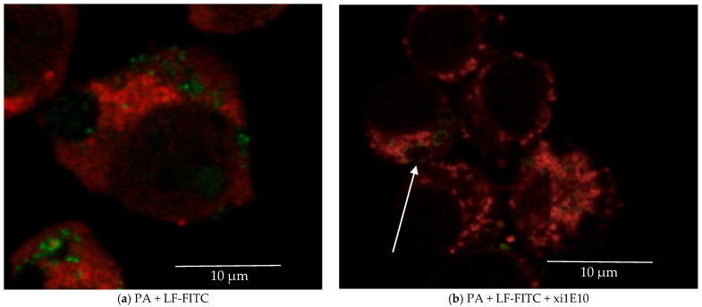 Figure 12
