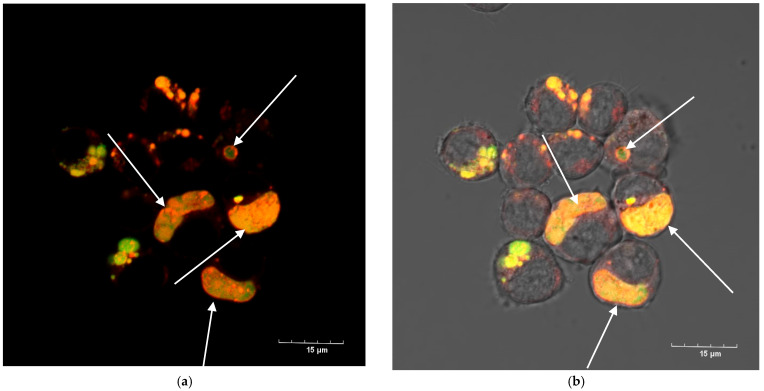 Figure 13