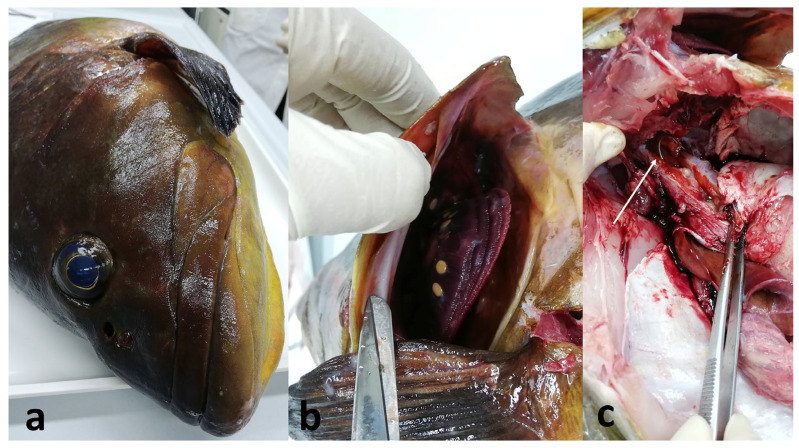 Figure 3