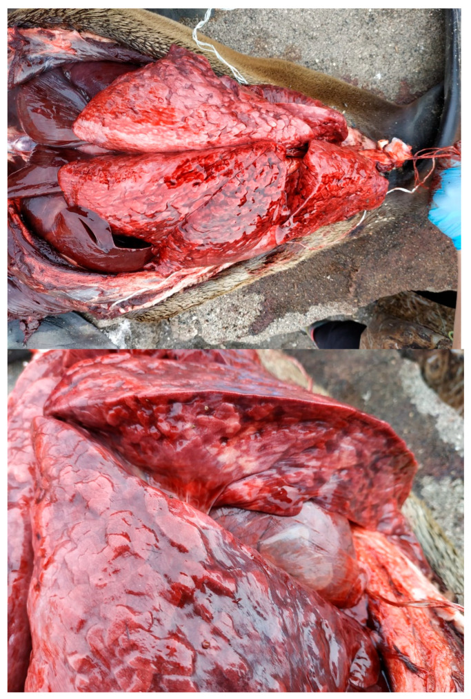 Figure 15