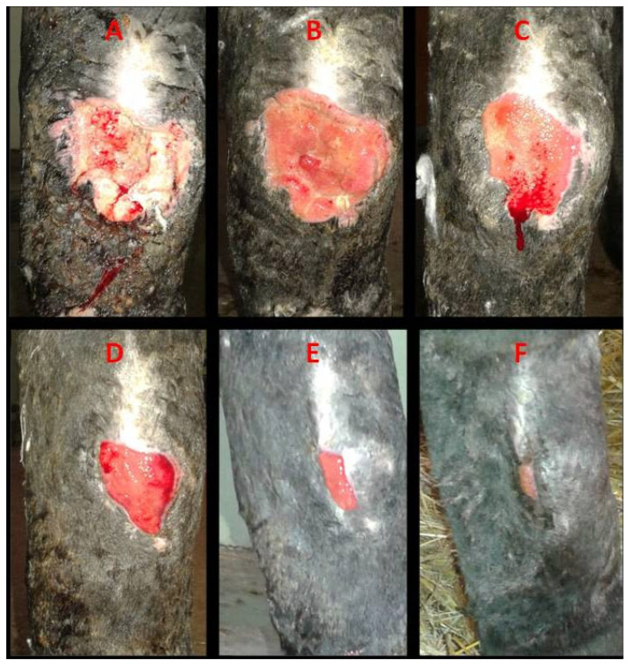 Figure 5