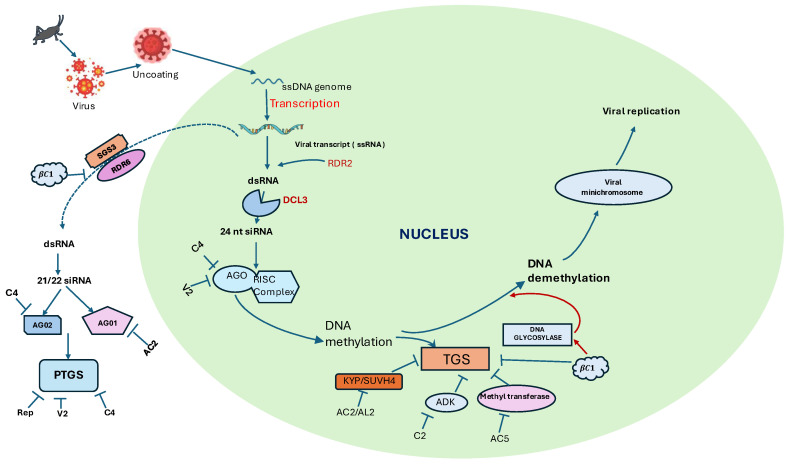 Figure 5