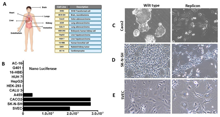 Figure 13