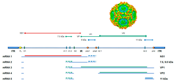 Figure 1