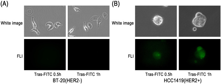 Figure 4