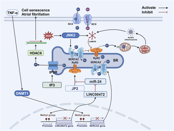 FIGURE 4