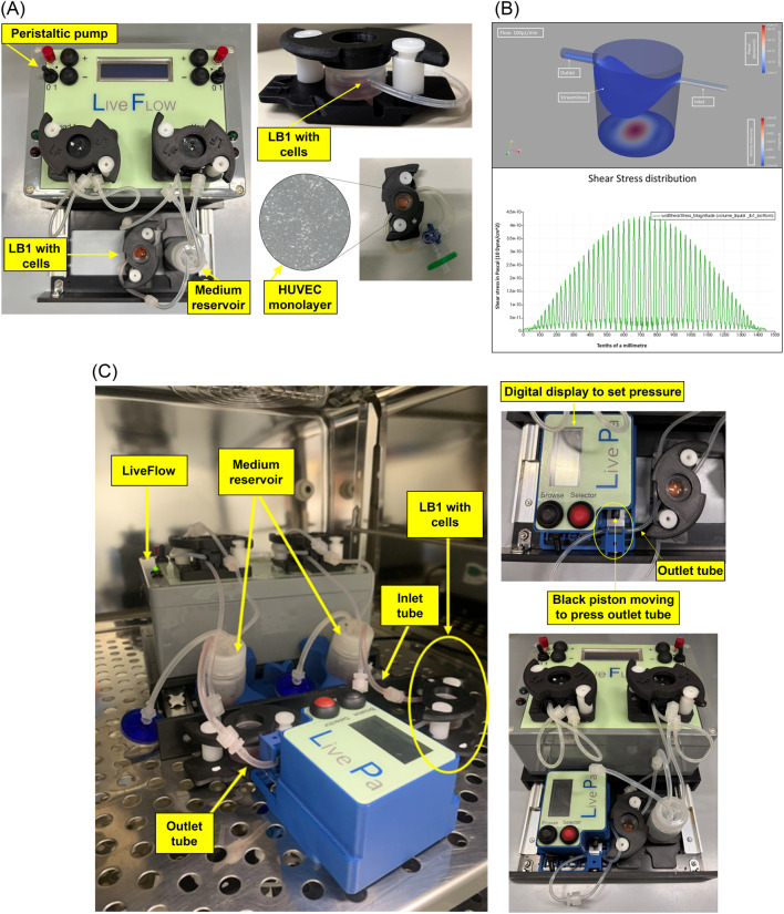 FIGURE 1