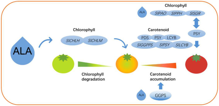 Figure 13