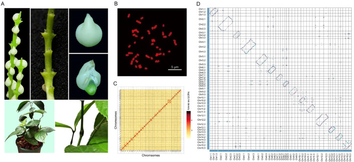 Figure 1