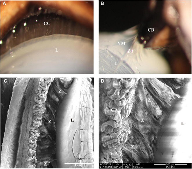 FIGURE 3