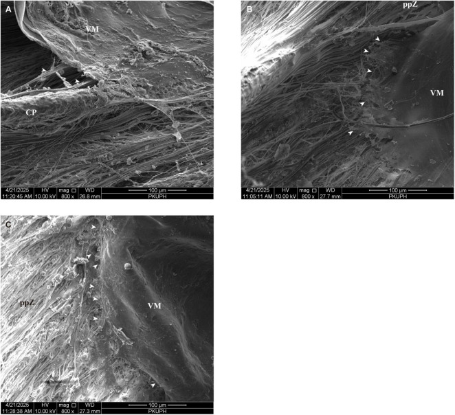 FIGURE 9