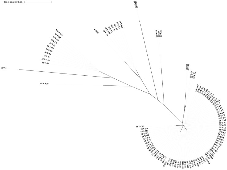 Figure 1