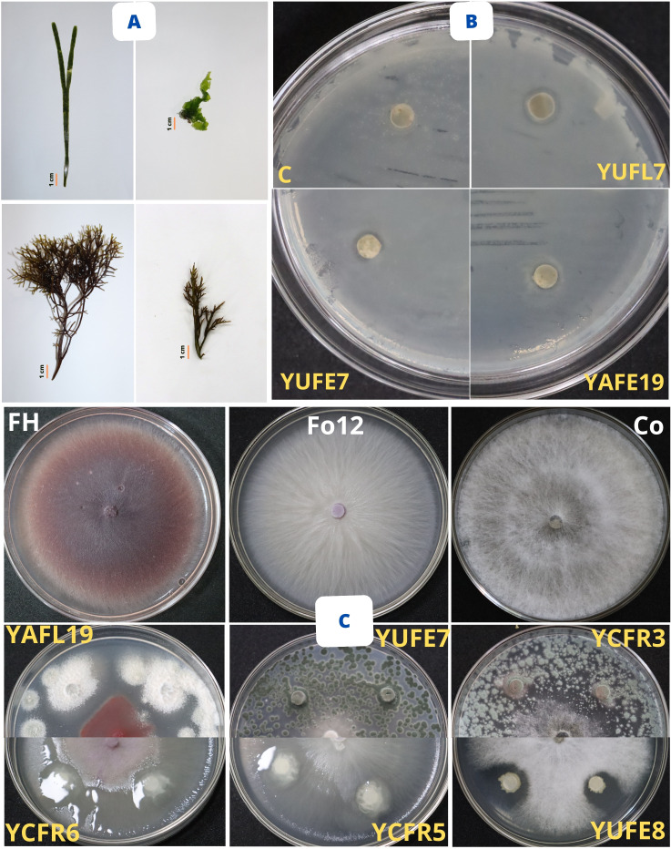 Figure 2