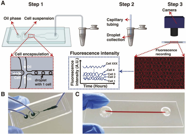 FIGURE 2