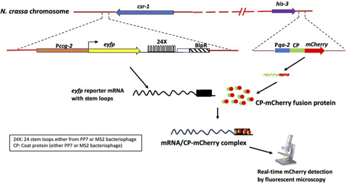 FIGURE 11