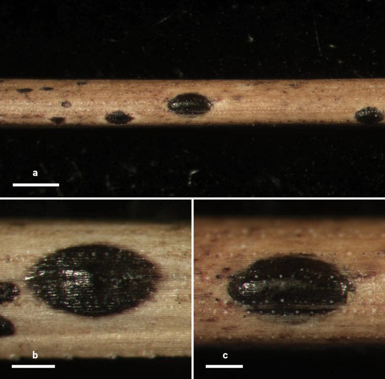 Figure 16