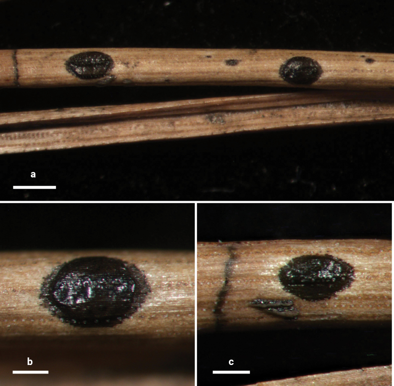 Figure 18