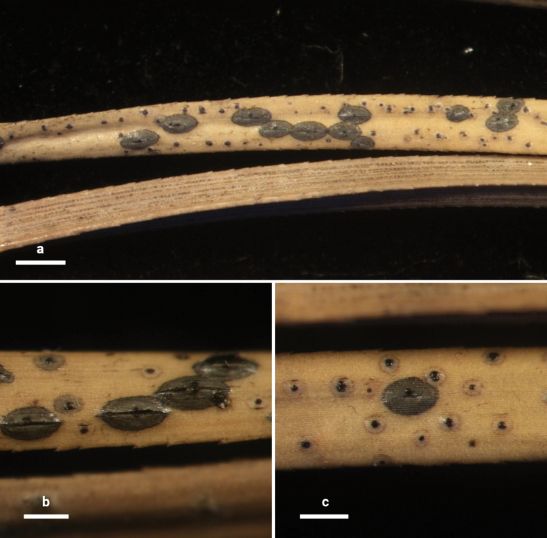 Figure 20