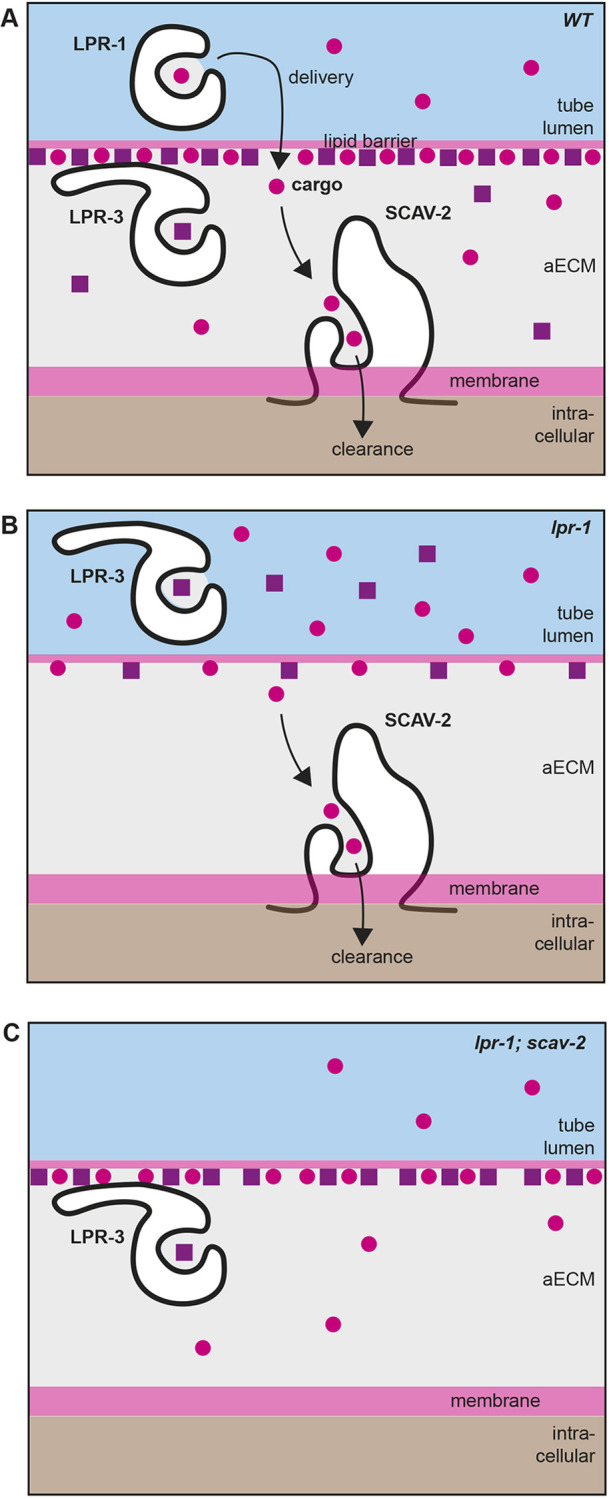 Fig. 8