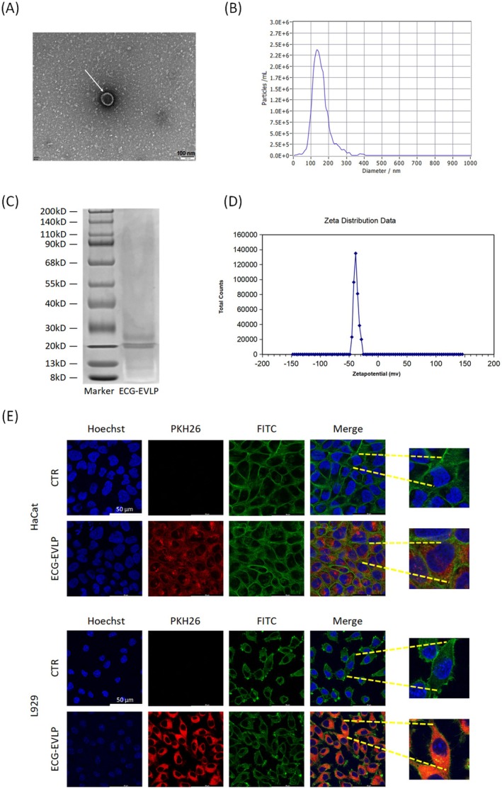 FIGURE 3