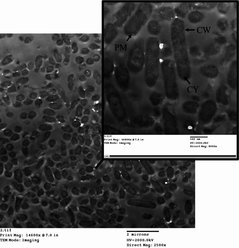 Figure 10