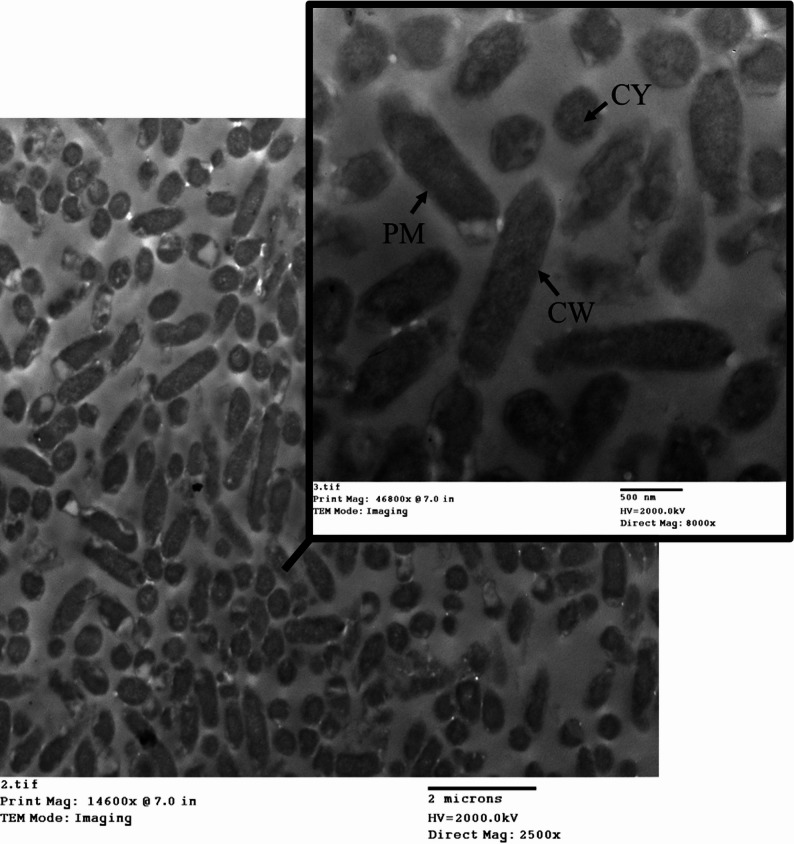 Figure 12