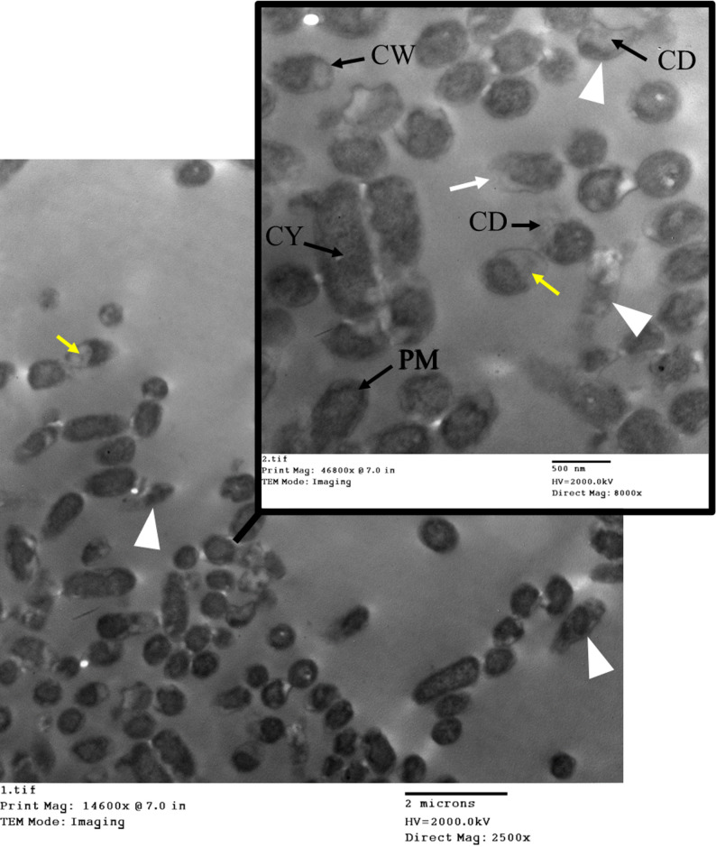 Figure 13