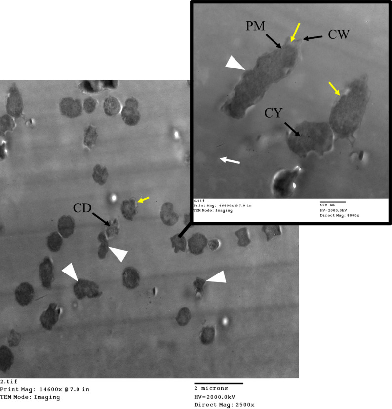 Figure 15