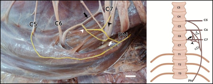 FIGURE 3