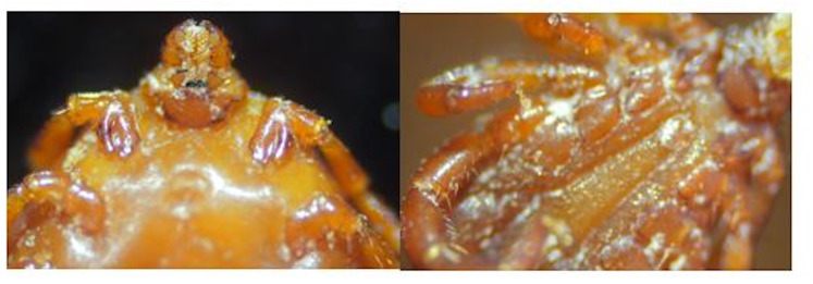 Figure 9