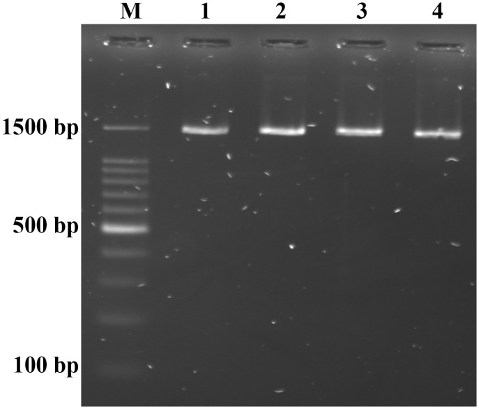 Figure 6