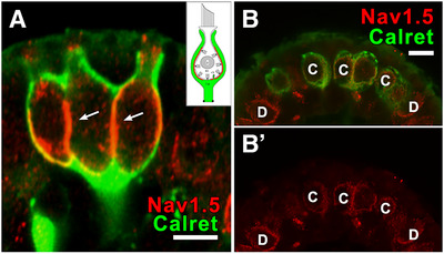 Figure 12